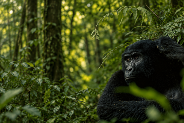 What Are the Top Reasons to Go Gorilla Trekking in Rwanda?