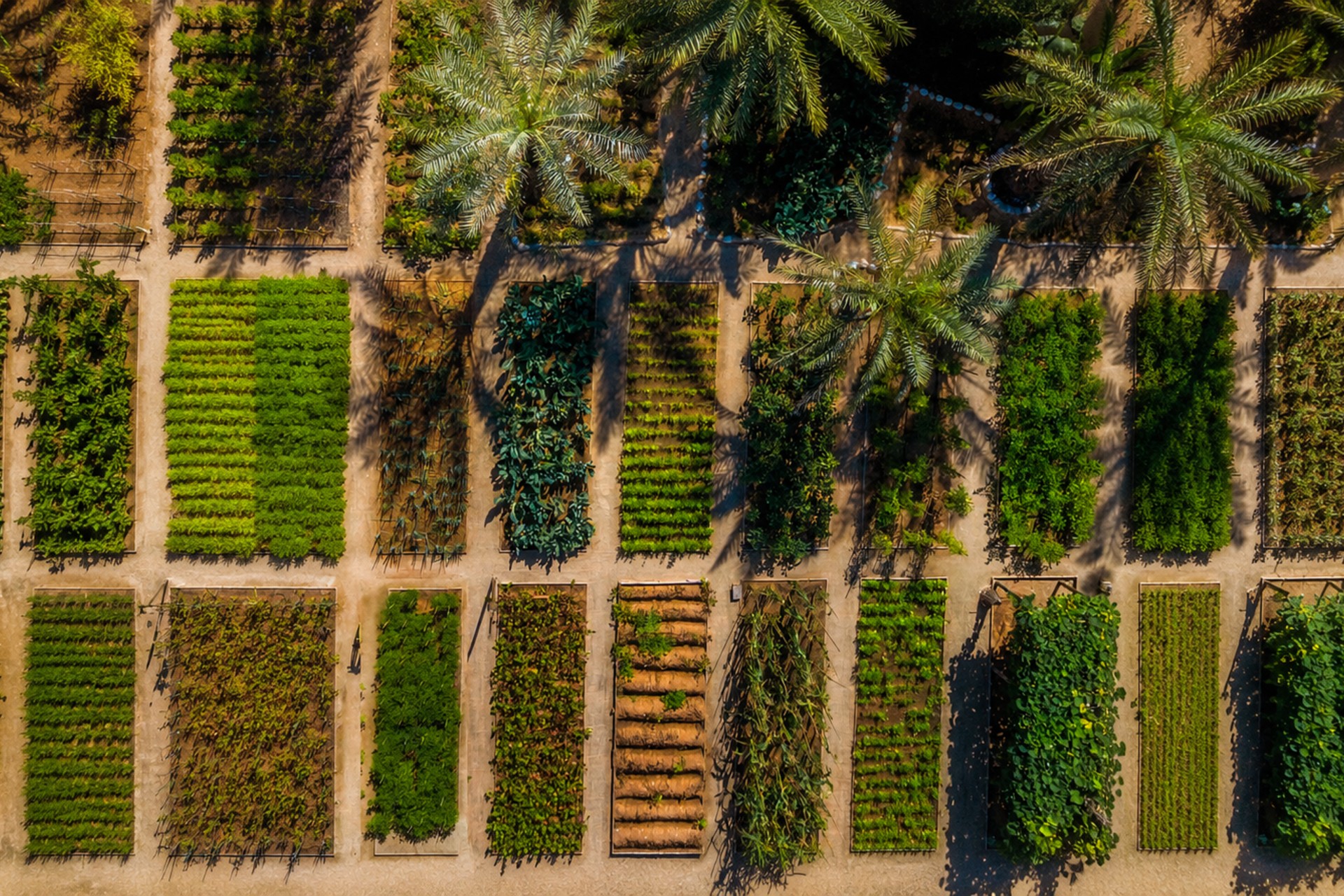 Organic garden and date palms at Six Senses Zighy Bay in Oman viewed from above