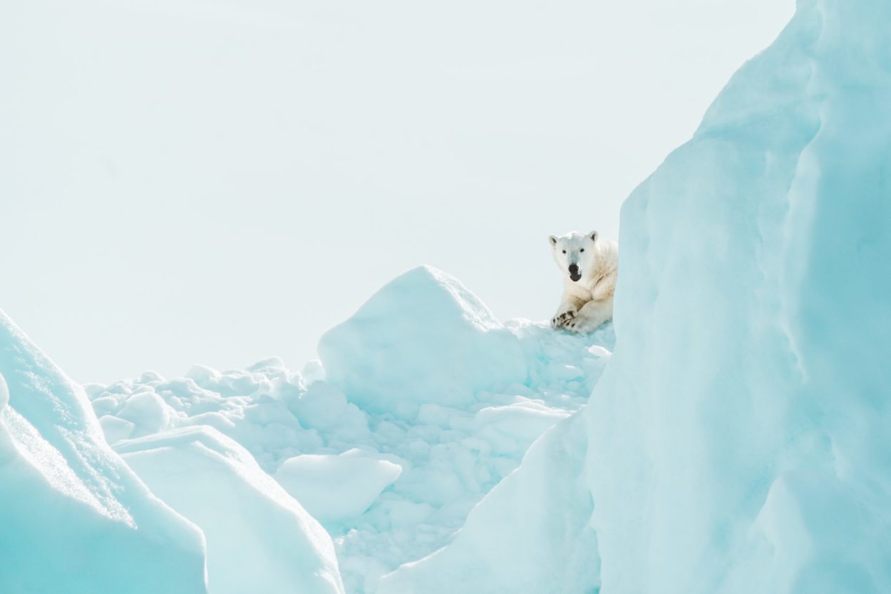 A polar bear resting among pale blue pressure ice in the High Arctic