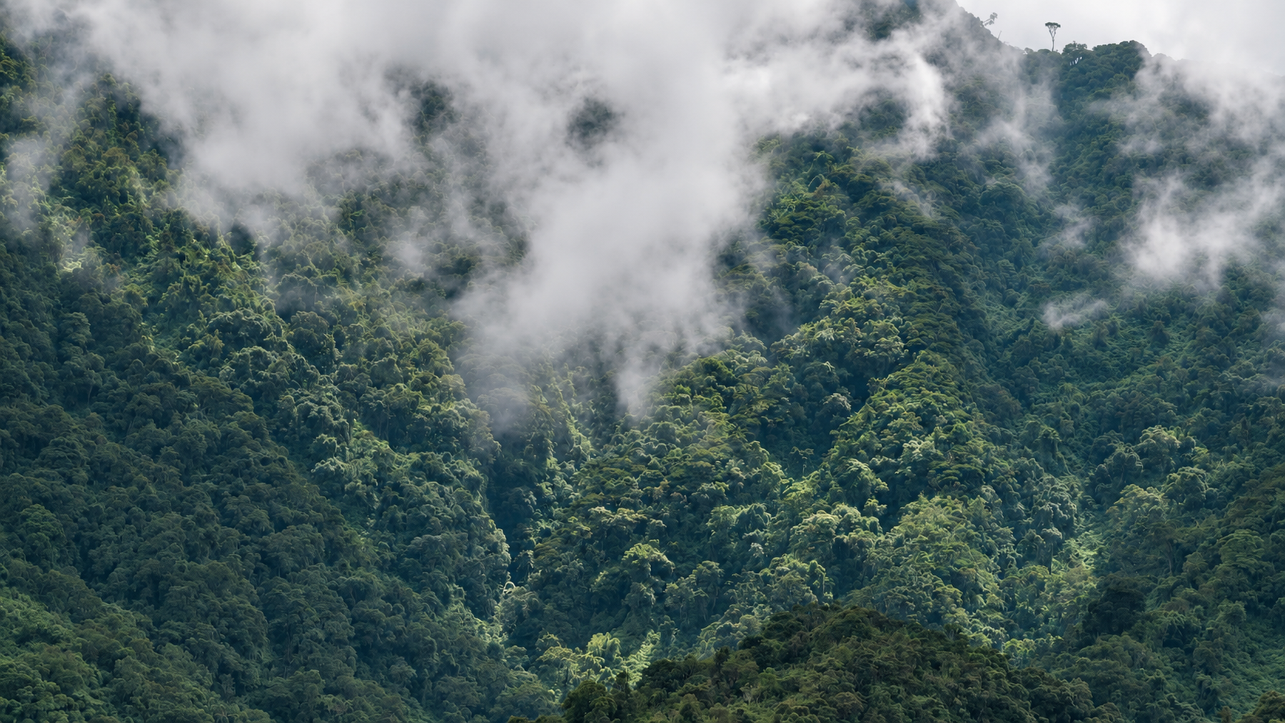 Misty rainforest slopes in Volcanoes National Park, Rwanda
