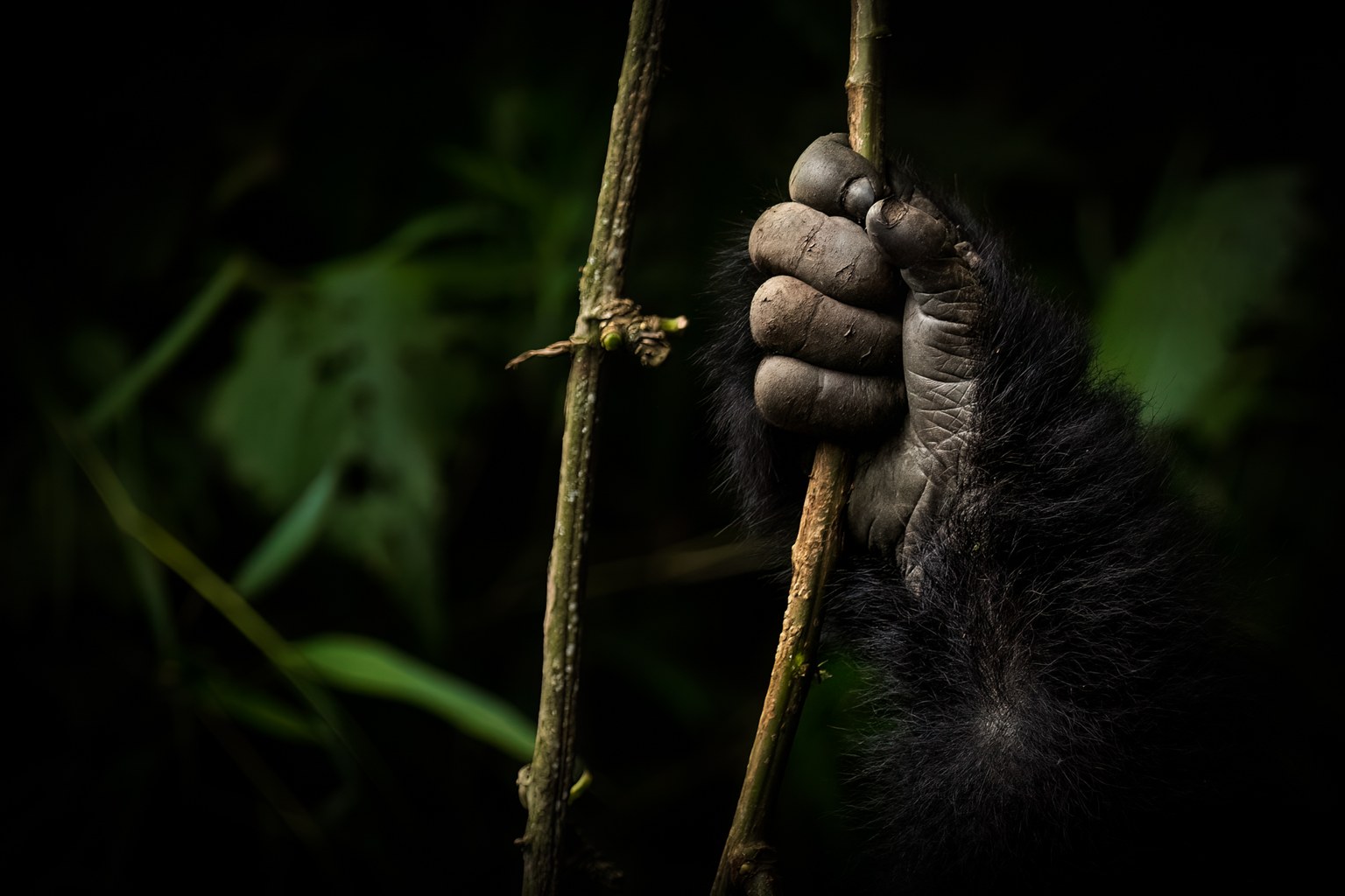 A mountain gorilla's hand gripping a vine in the rainforest of Volcanoes National Park, Rwanda
