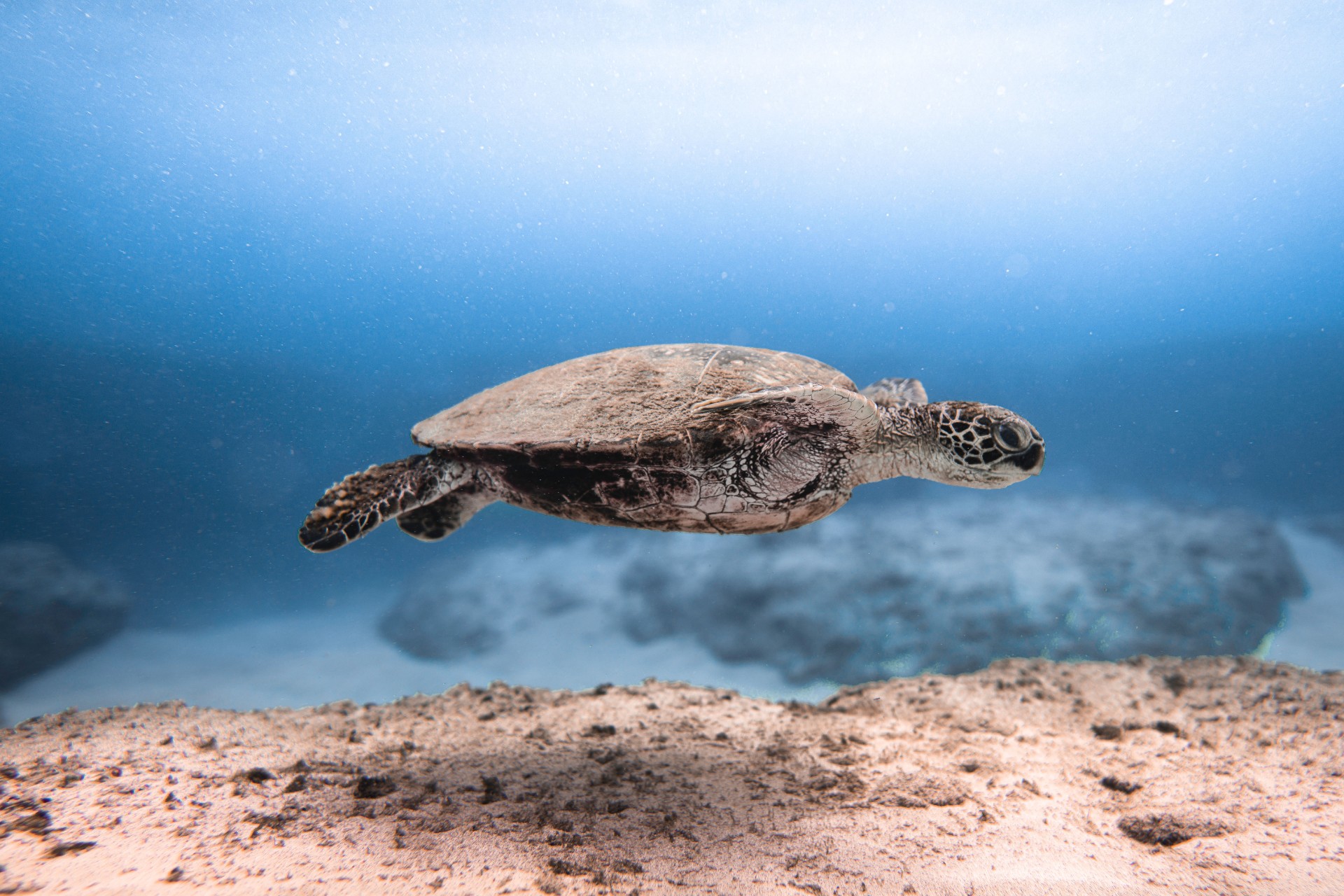 Sea turtle swimming through clear blue waters off the coast of Oman