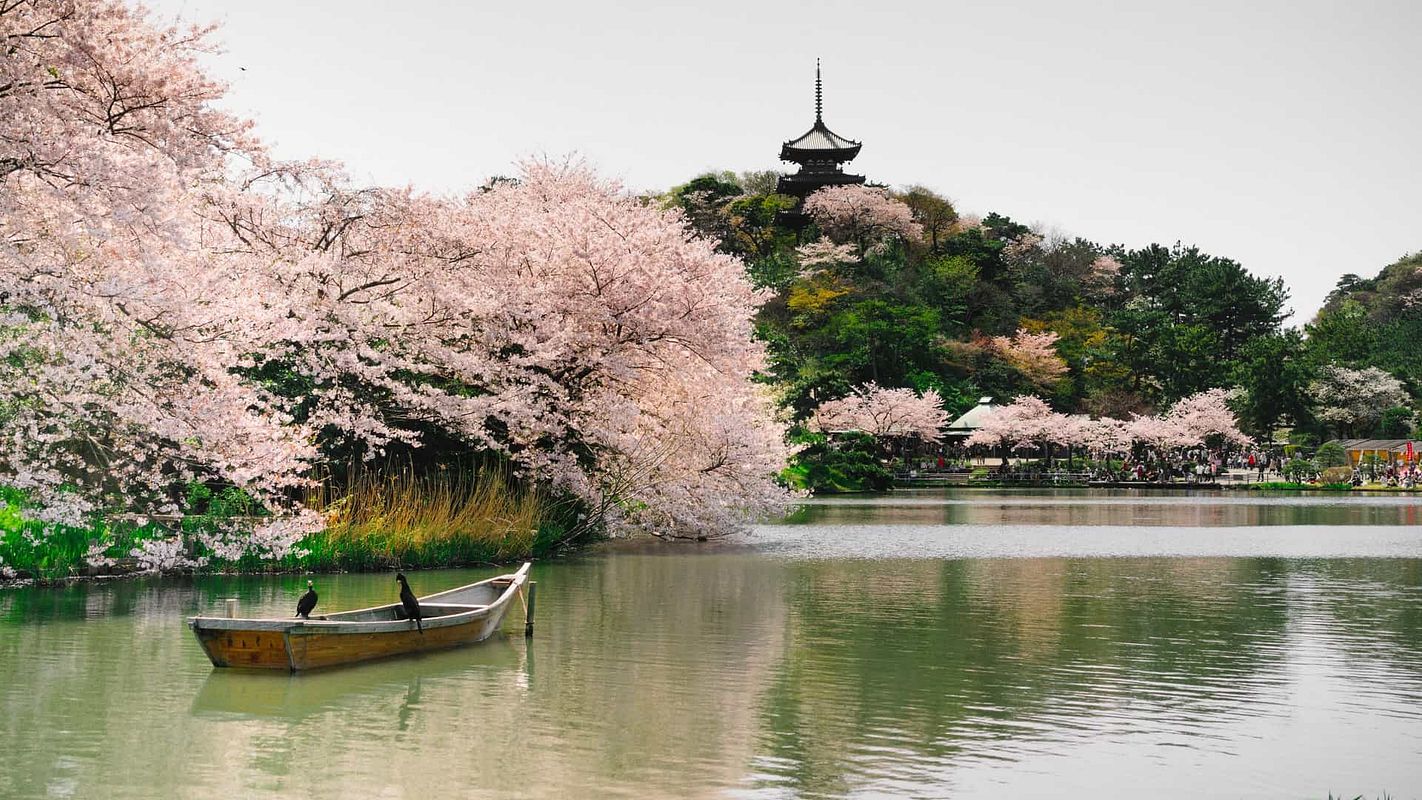 Cherry blossoms framing the pond at Sankeien Garden in Yokohama, with a wooden boat and a traditional three-story pagoda on the hillside
