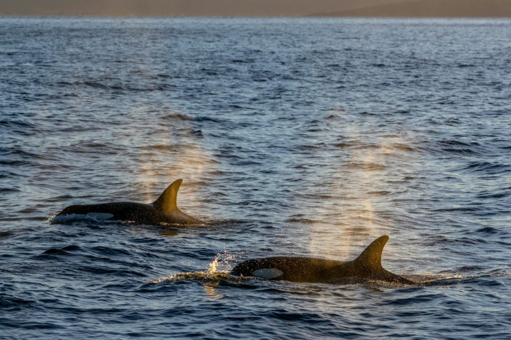 Norway - Wild Orcas in the Arctic Fjords Wild Orcas in the Arctic Fjords