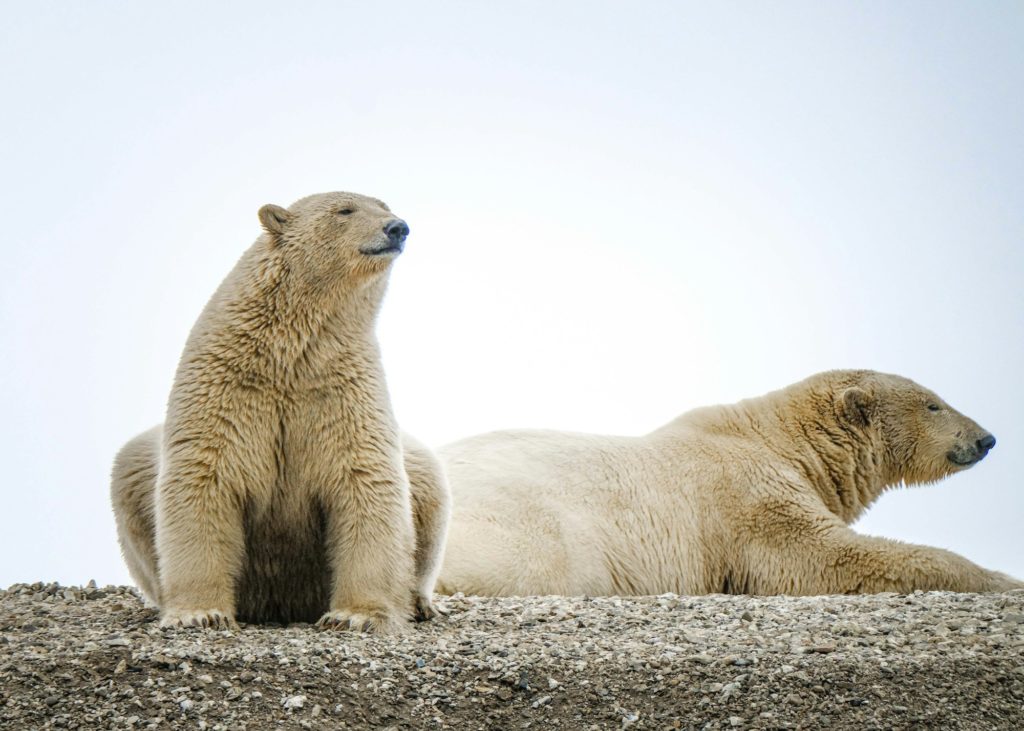 Norway - Polar Bears, Svalbard Polar Bears, Svalbard