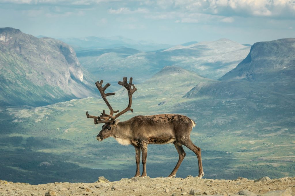 Norway - Reindeer on the Arctic Tundra Reindeer on the Arctic Tundra