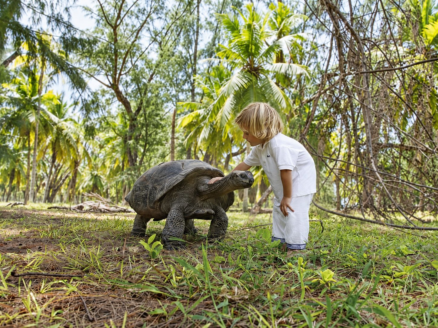 Child gently petting a giant Aldabra tortoise in a palm grove in the Seychelles