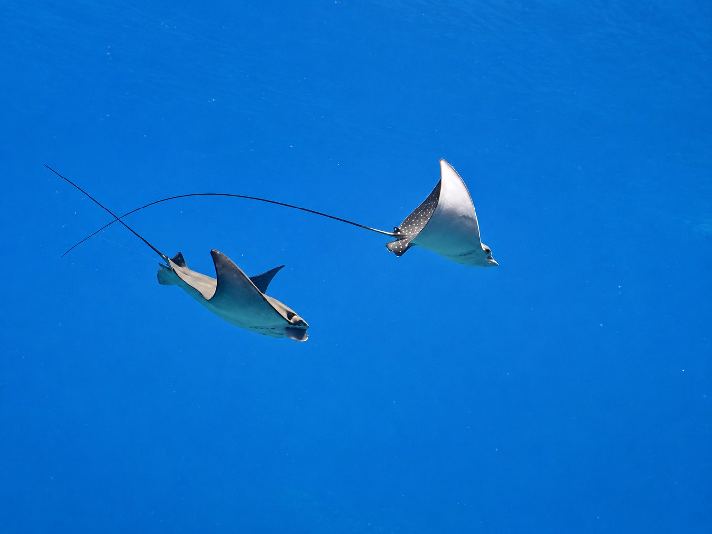 Two spotted eagle rays swimming in clear blue water in the Seychelles